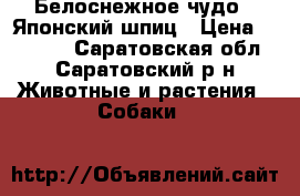 Белоснежное чудо - Японский шпиц › Цена ­ 15 000 - Саратовская обл., Саратовский р-н Животные и растения » Собаки   